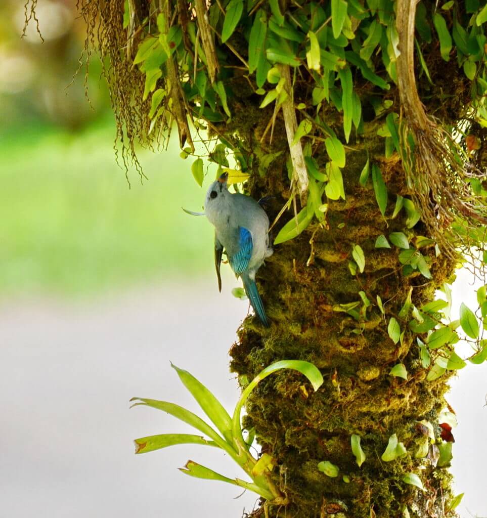 a blue-gray tanager, kokoro lodge, la fortuna, costa rica