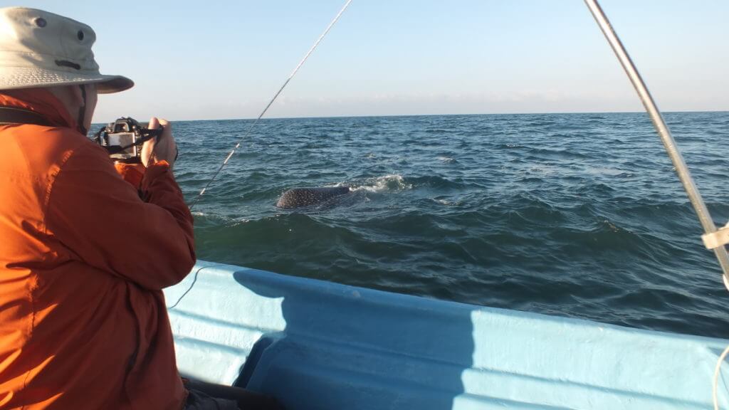 bob photographs a whale shark, pacific ocean, san blas, mexico