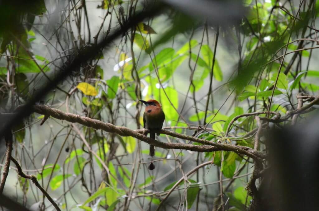 a broad-billed motmot, mistico arenal hanging bridges park, la fortuna, costa rica