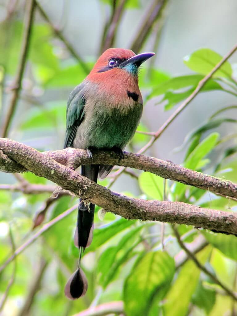 a broad-billed motmot, mistico arenal hanging bridges park, la fortuna, costa rica
