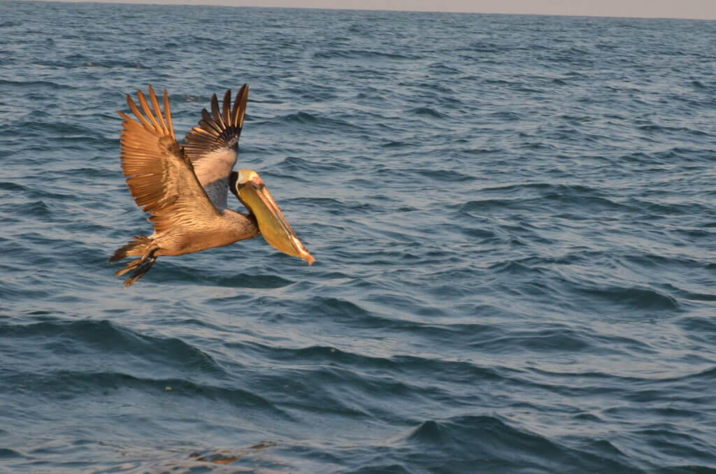 a brown pelican, san blas, mexico