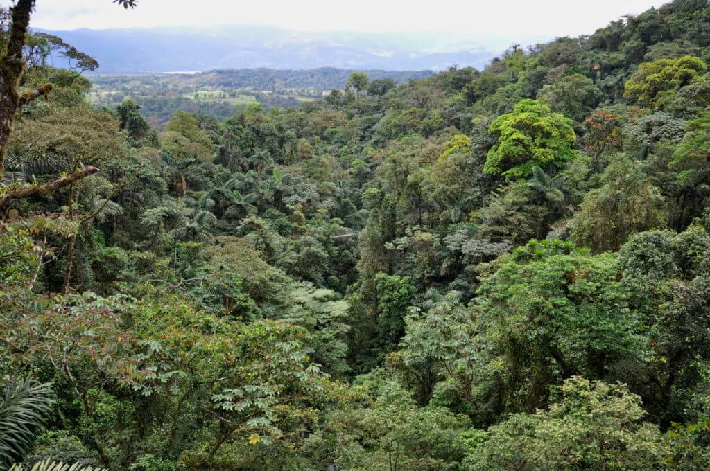 a view of the forest canopy, mistico arenal hanging bridges park, la fortuna, costa rica