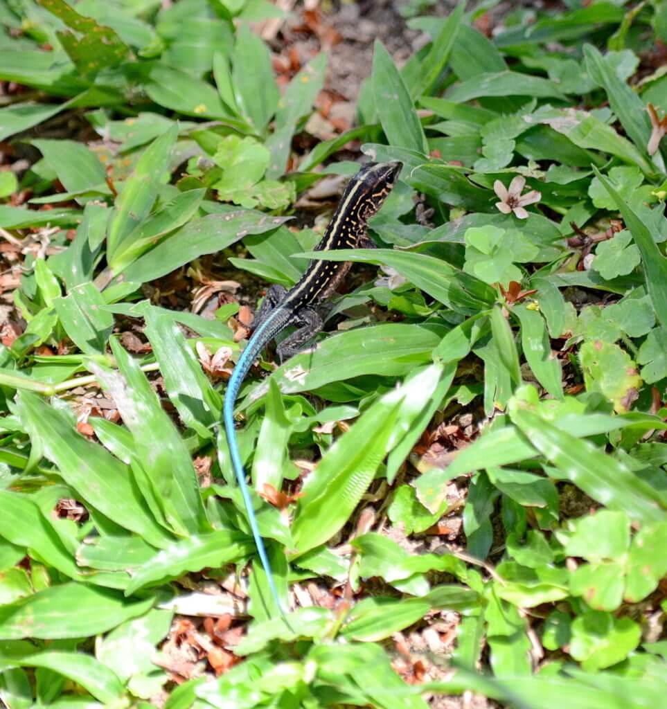 a central american whiptail lizard, kokoro lodge, la fortuna, costa rica