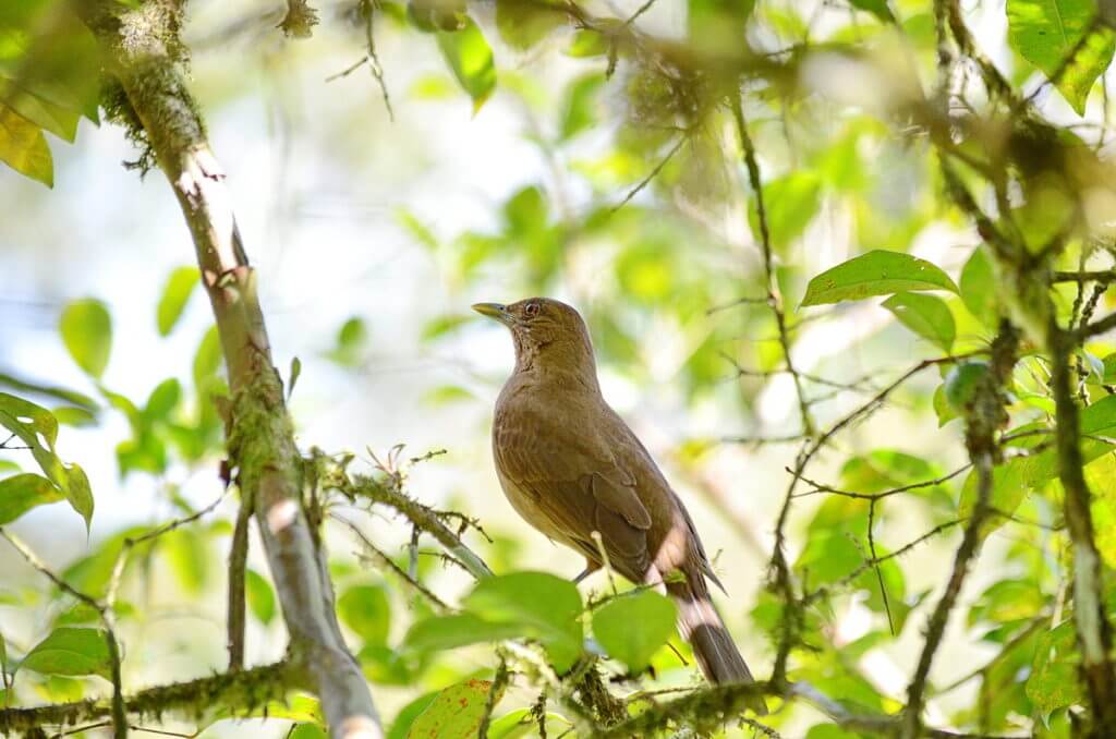 a clay-coloured thrush, kokoro lodge, la fortuna, costa rica