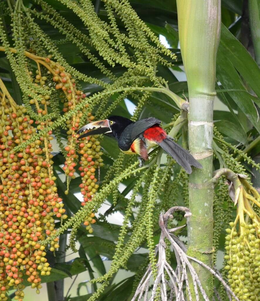 a collared aracari eating fruit, kokoro lodge, la fortuna, costa rica