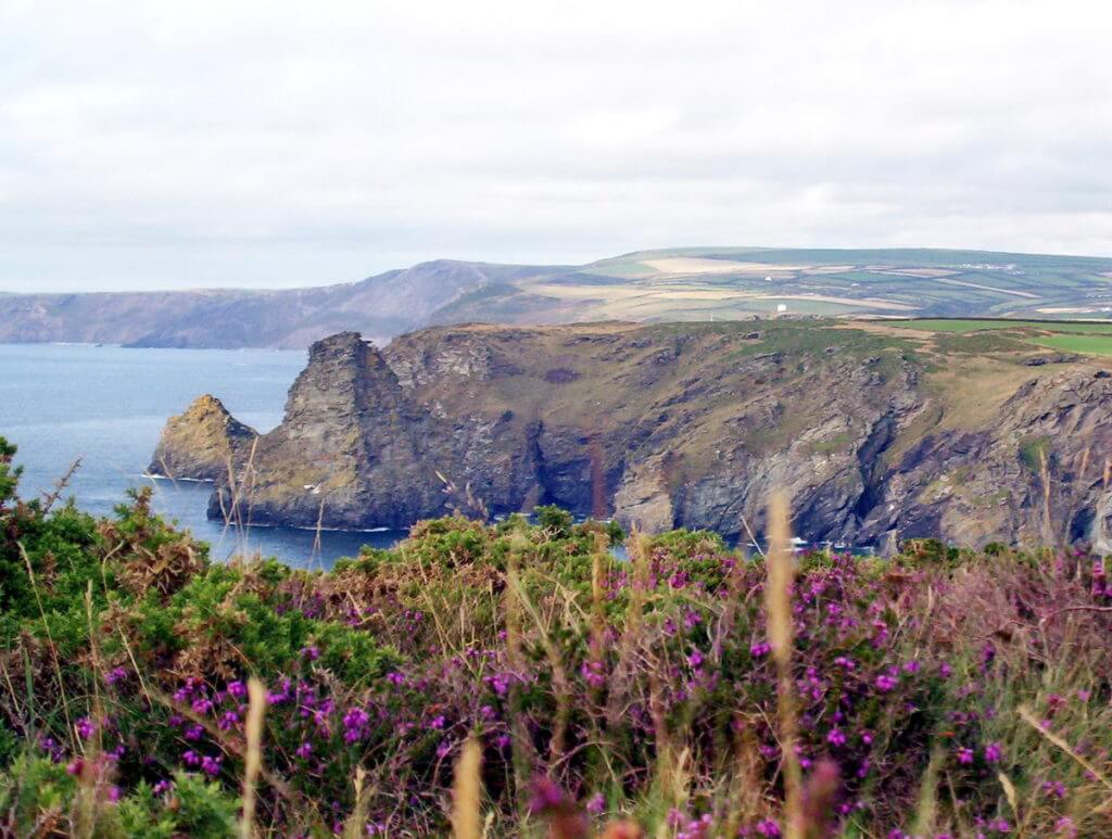 cliffs and flowers, cornwall, england