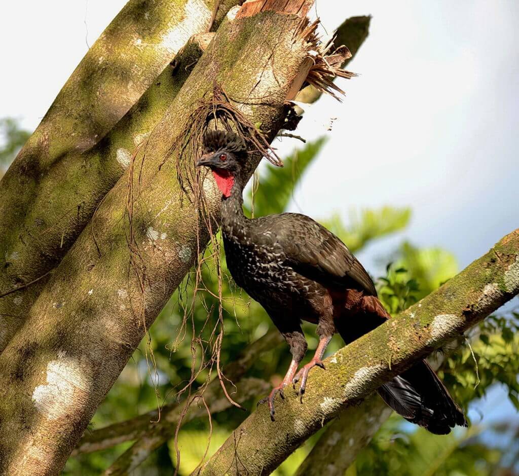 a crested guan in a tree, kokoro lodge, la fortuna, costa rica