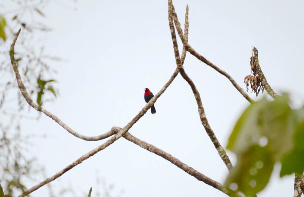 a crimson-collared tanager, mistico arenal hanging bridges park, la fortuna, costa rica