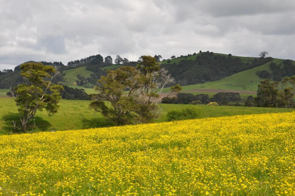 a field of rapeseed, canola, near auckland, new zealand