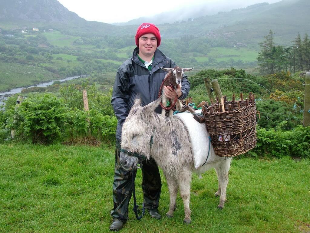 a goatherd with goat and donkey, killorglin, ring of kerry, ireland