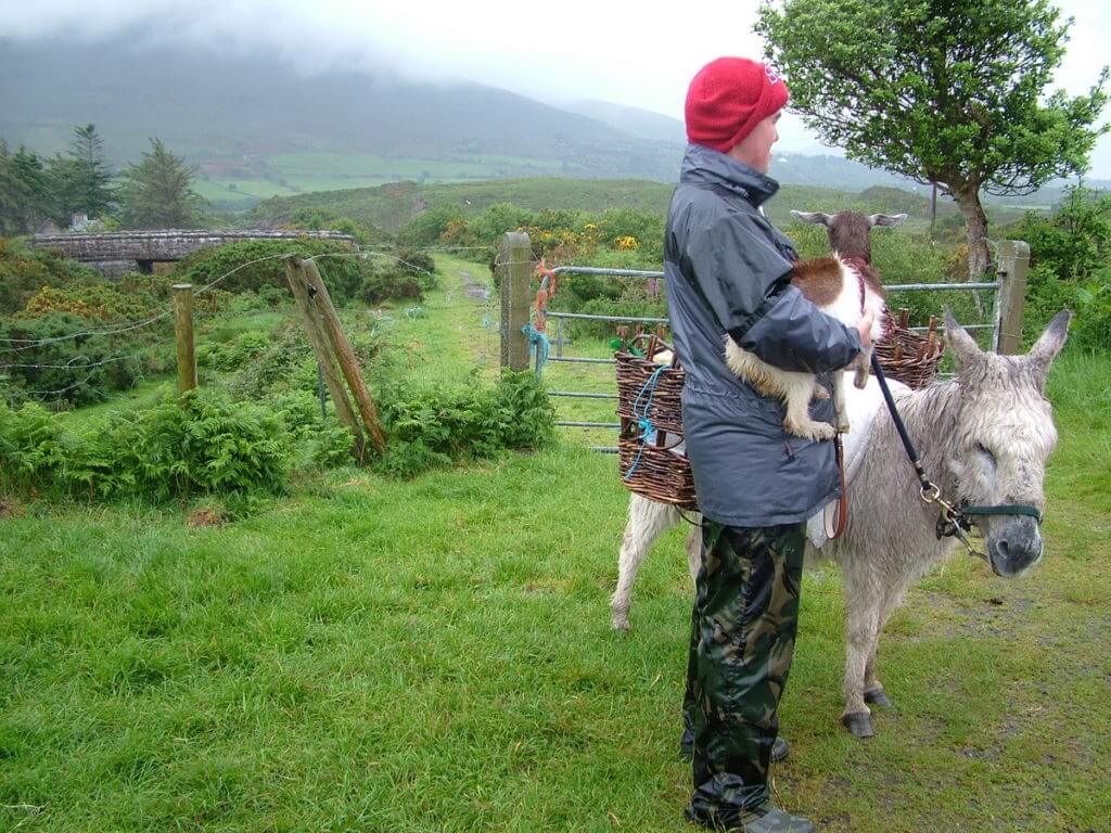 a goatherd with a kid and donkey, killorglin, ring of kerry, ireland