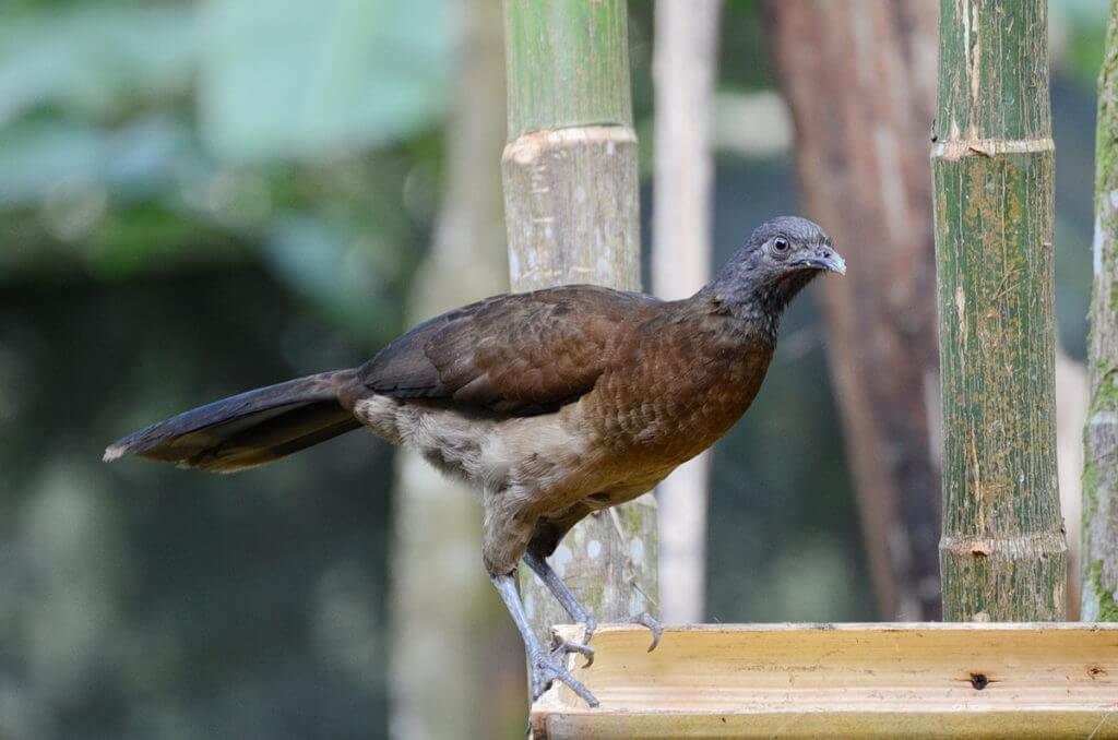 a gray-headed chachalaca, kokoro lodge, la fortuna, costa rica