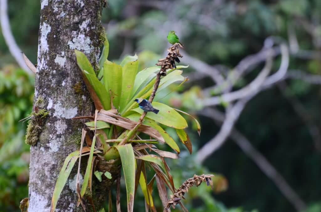 a bromeliad with golden-hooded tanager and green honeycreeper, mistico arenal hanging bridges park, la fortuna, costa rica