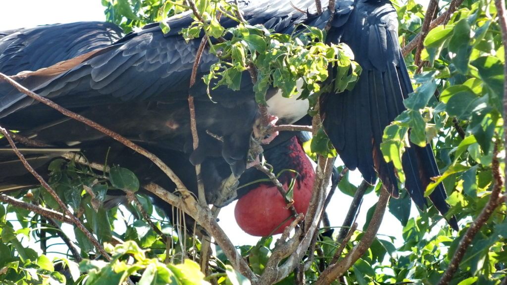 a male magnificent frigatebird with inflated gular sac, isla isabel, mexico 