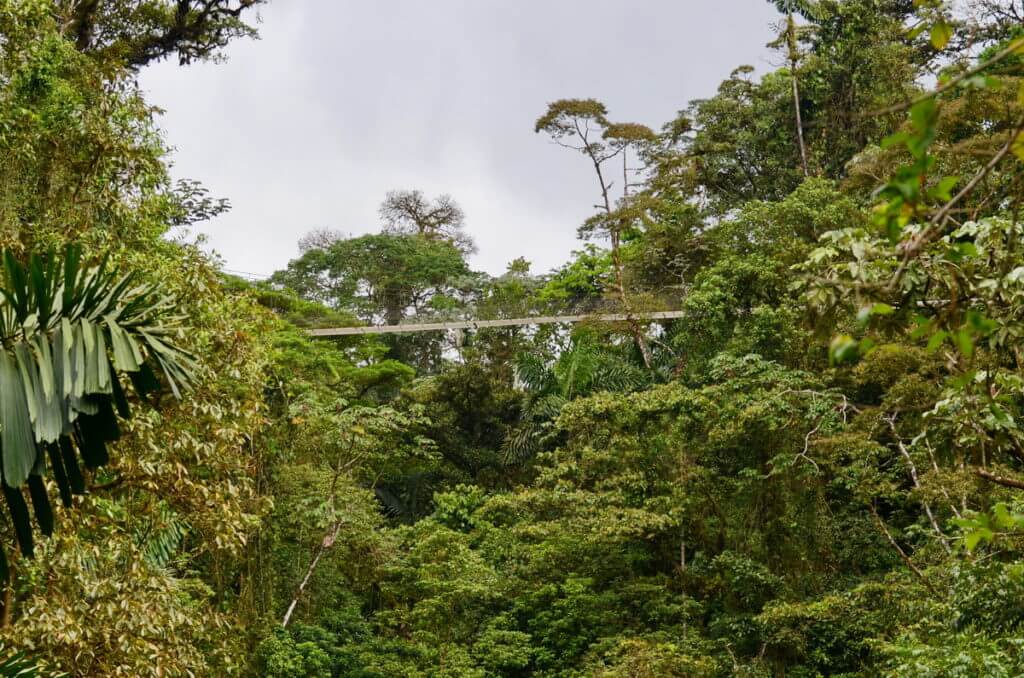 a hanging bridge, mistico arenal hanging bridges park, la fortuna, costa rica