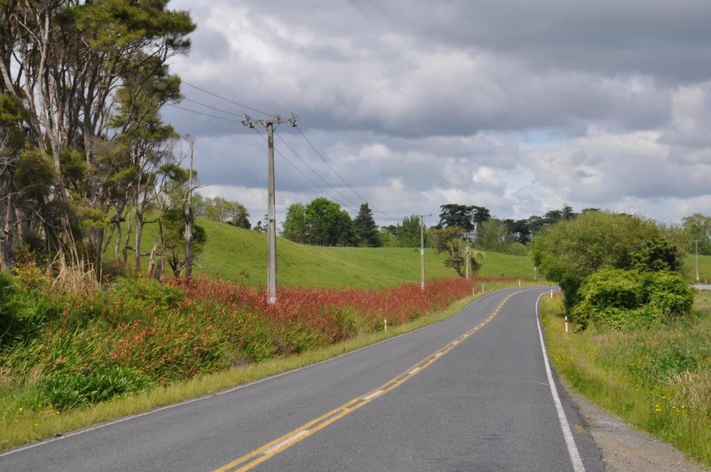 flowering hedgerows near auckland, new zealand