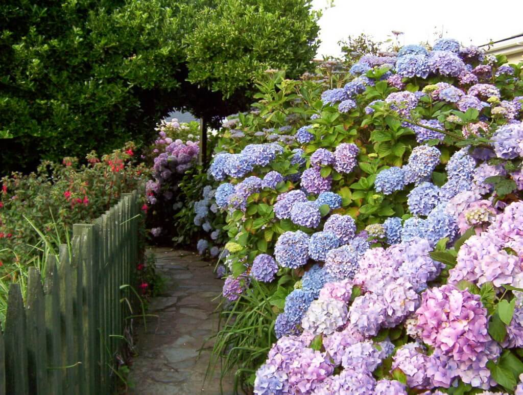 a cottage garden, tintagel, cornwall, england