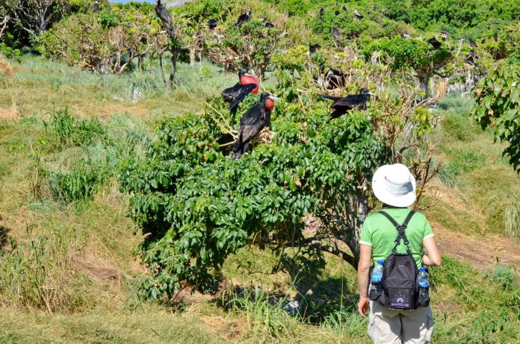 jean looking at magnificent frigatebirds on nests, isla isabel, mexico