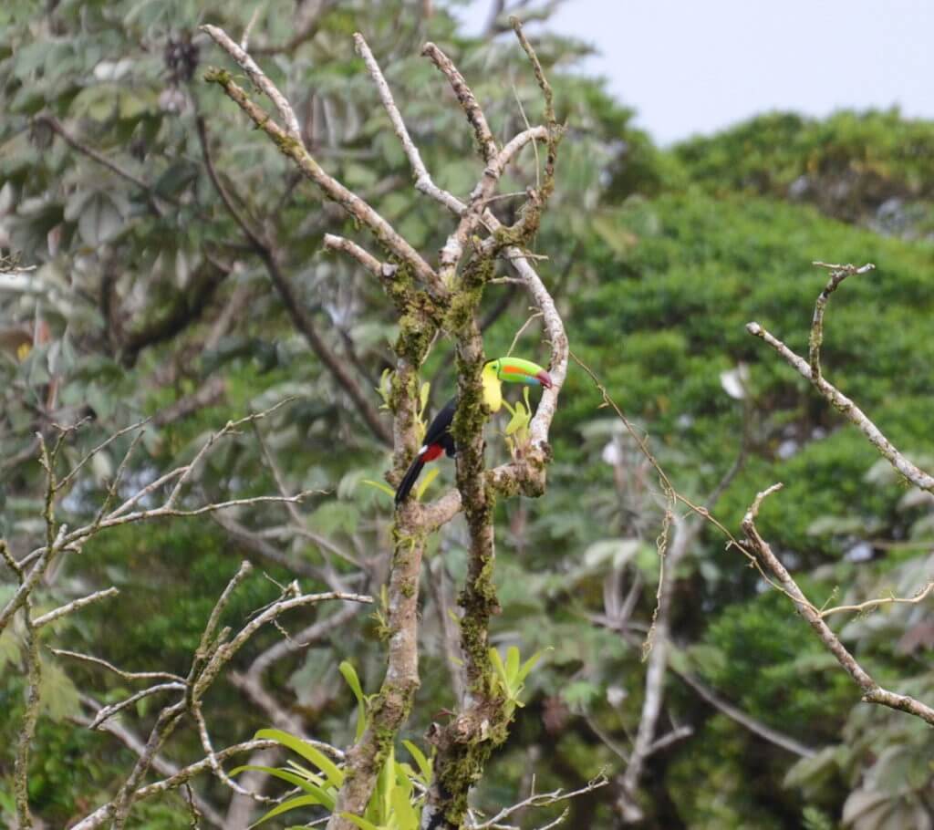 a keel-billed toucan, mistico arenal hanging bridges park, la fortuna, costa rica