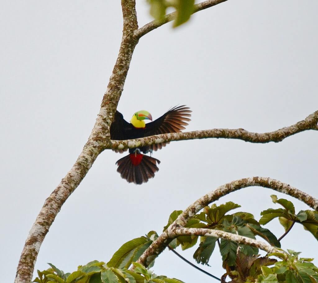a keel-billed toucan, mistico arenal hanging bridges park, la fortuna, costa rica