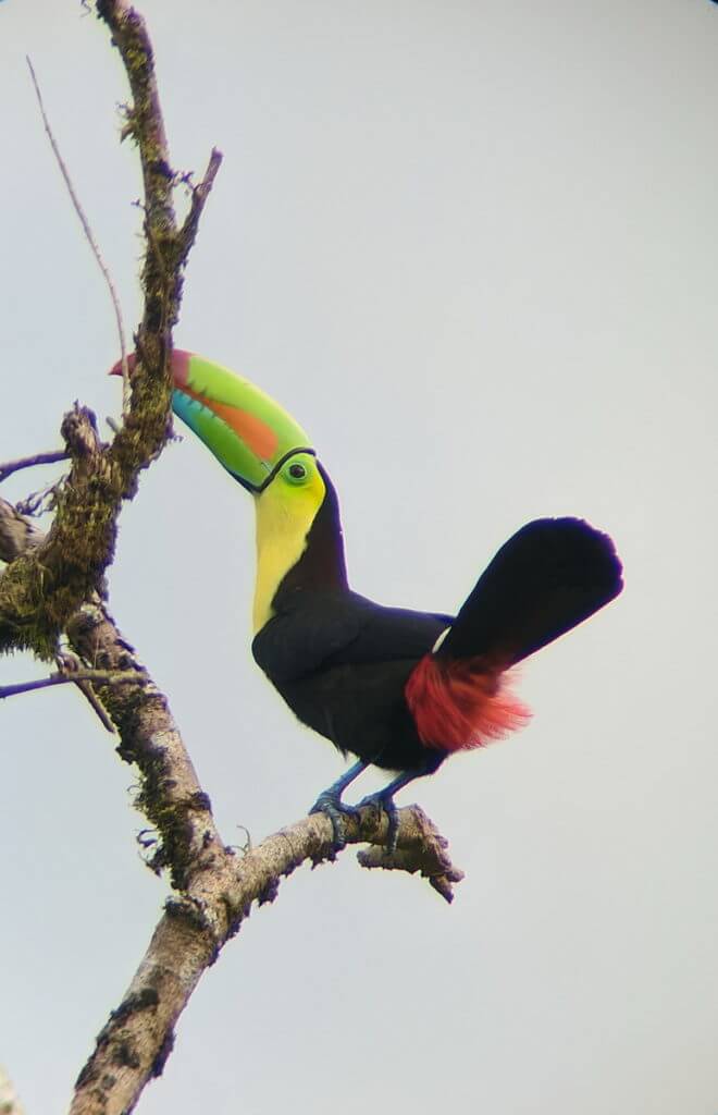 a keel-billed toucan, mistico arenal hanging bridges park, la fortuna, costa rica