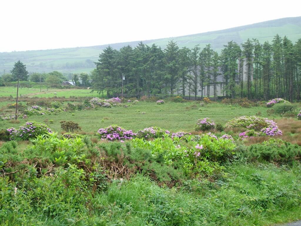 rhododenrons in killarney national park, ireland