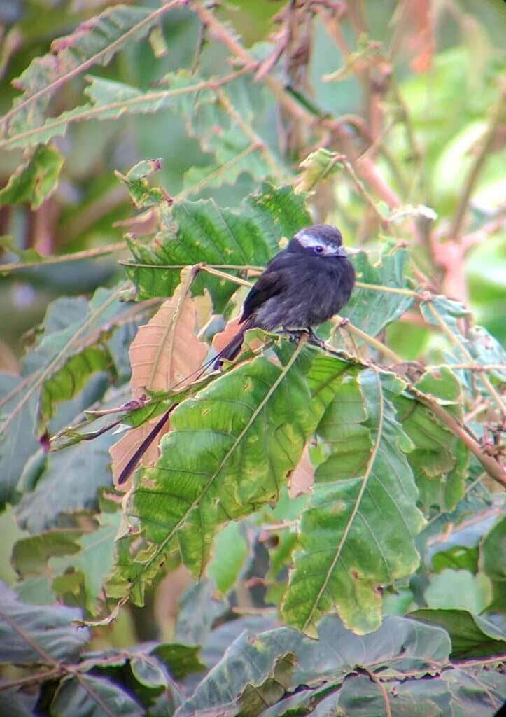 a long-tailed tyrant, mistico arenal hanging bridges park, la fortuna, costa rica
