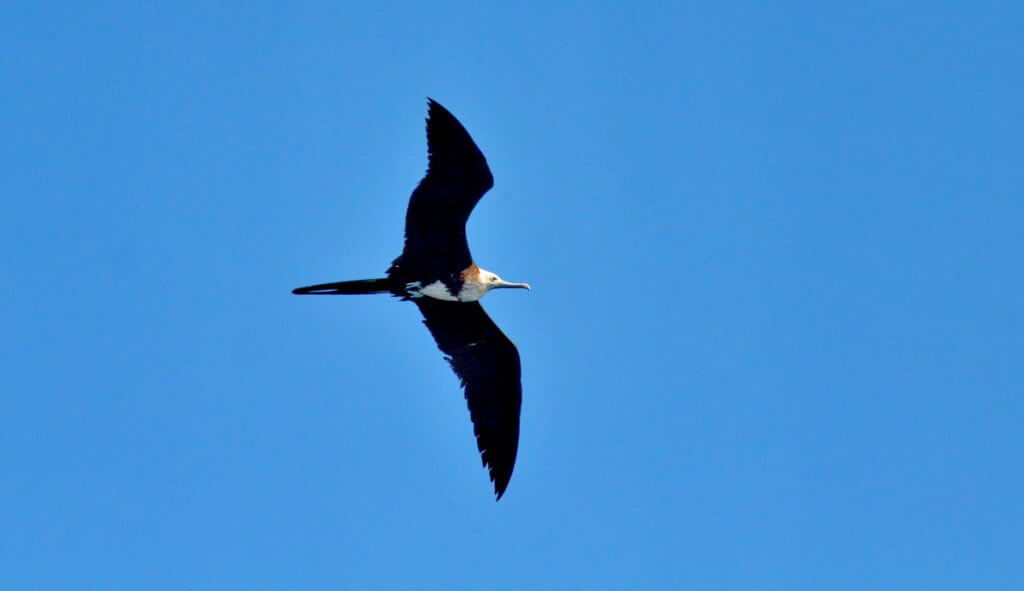 a female magnificent frigatebird soaring above isla isabel, mexico