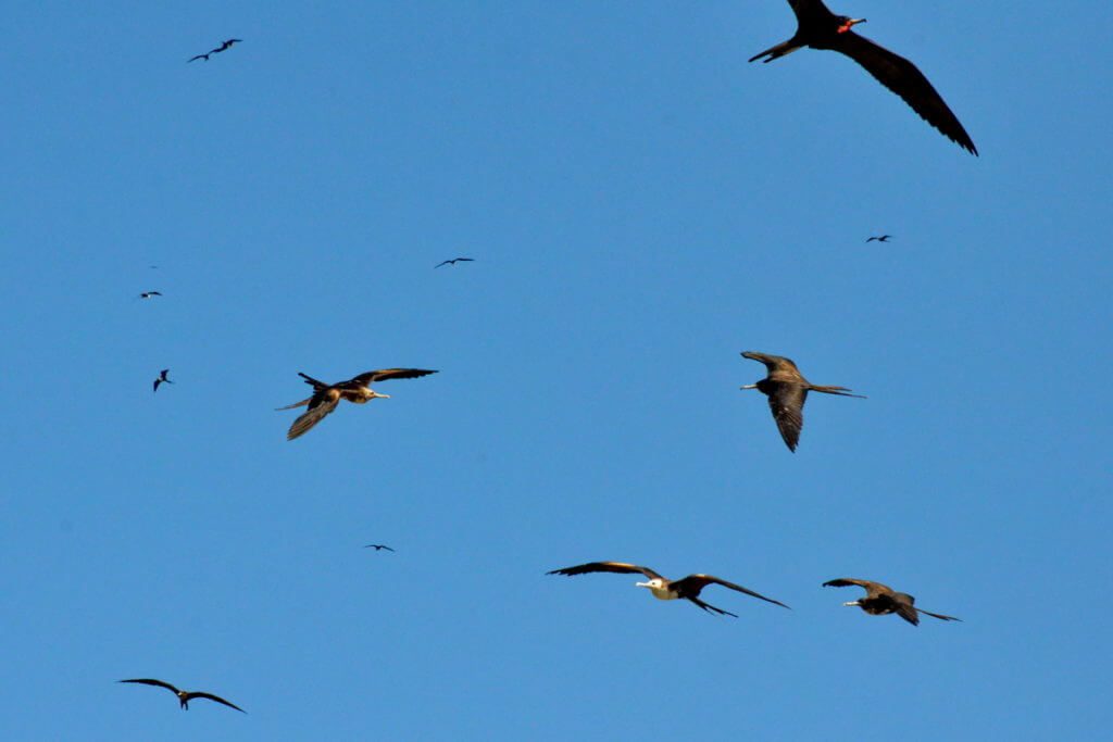 magnificent frigatebirds soaring, isla isabel, mexico