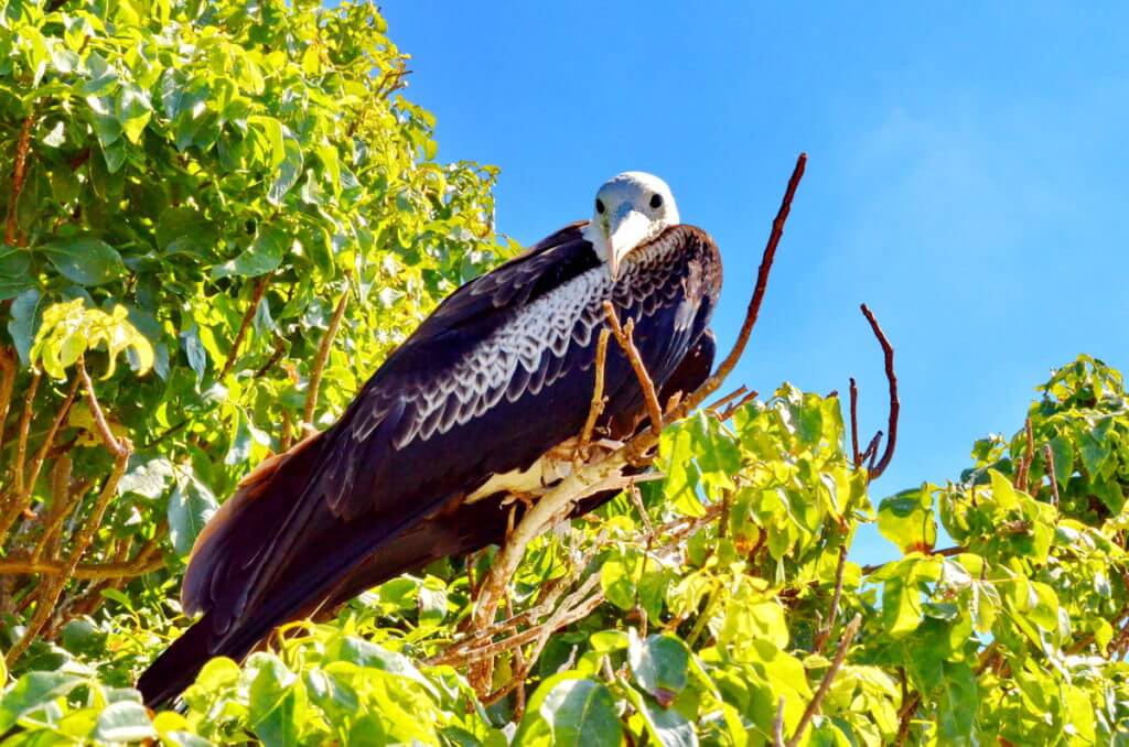 a juvenile magnificent frigatebird, isla isabel, mexico