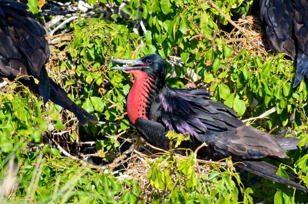 a male magnificent frigatebird, isla isabel, mexico