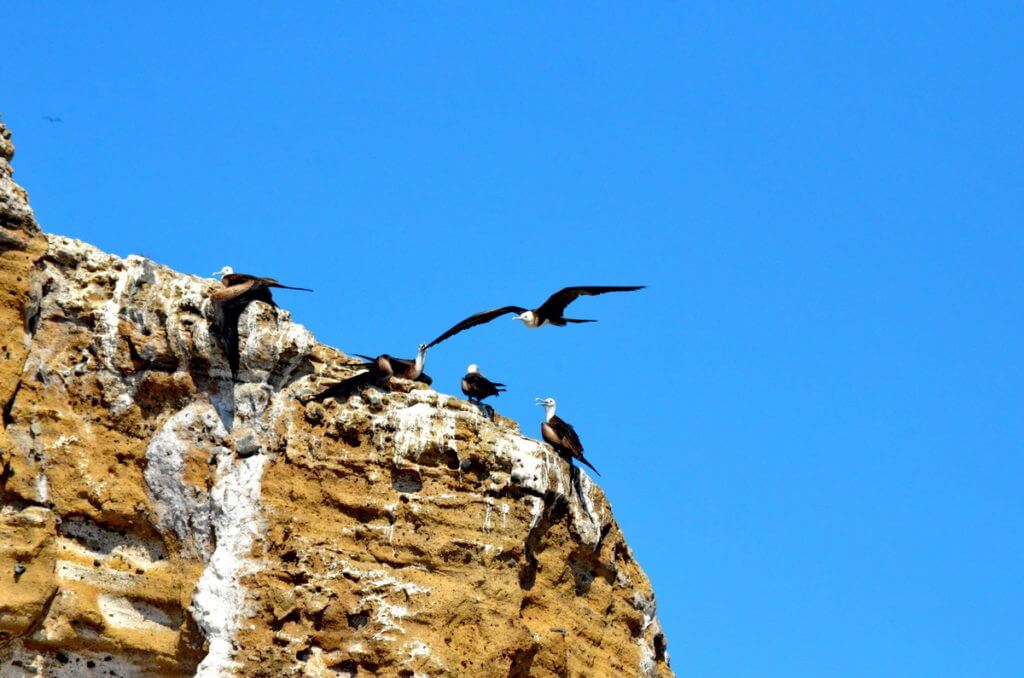 magnificent frigatebirds on a cliff, isla isabel, mexico