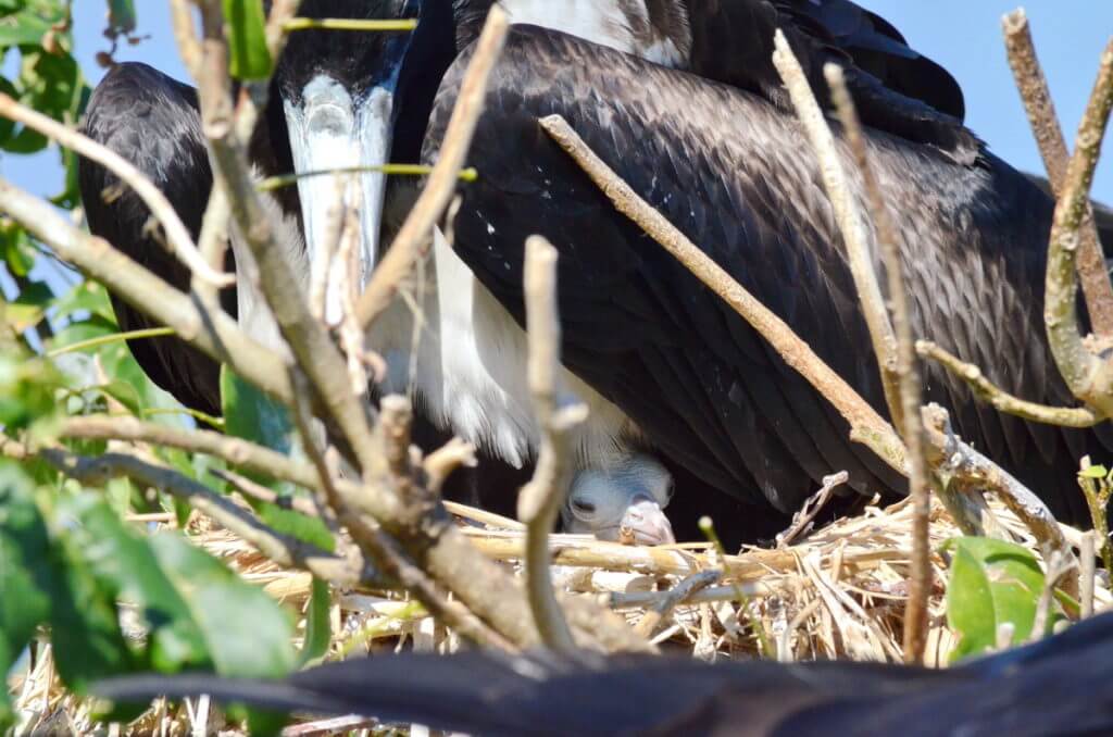 magnificent frigatebird chick, isla isabel, mexico