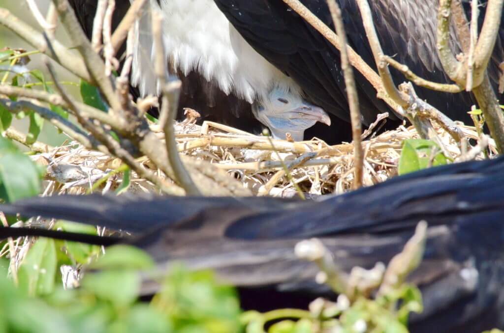 a magnificent frigatebird chick, isla isabel, mexico