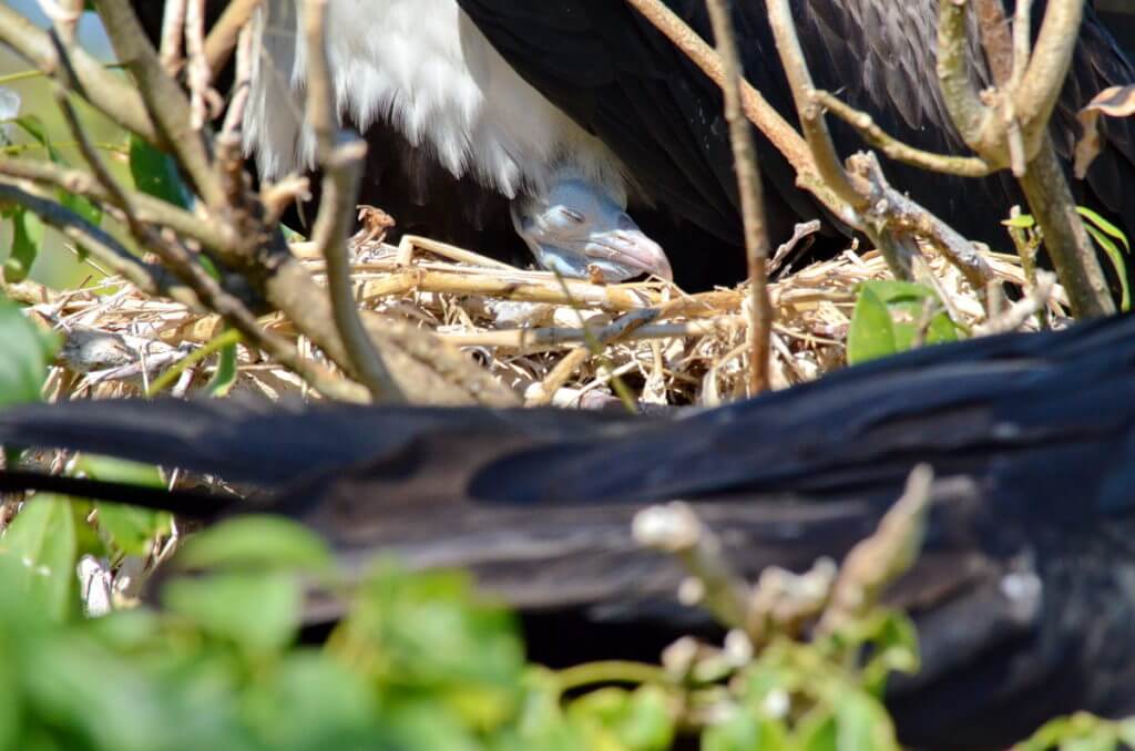 a magnificent frigatebird chick, isla isabel, mexico