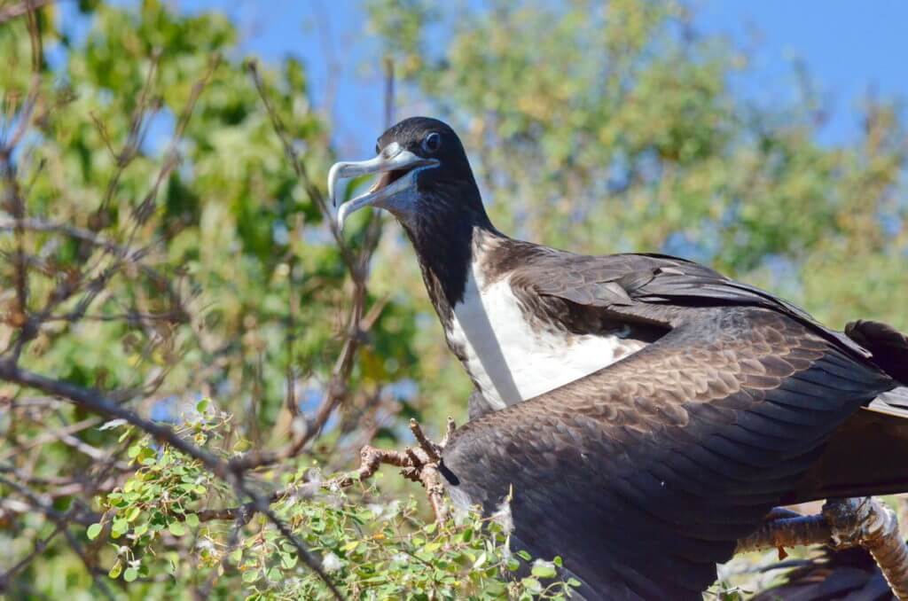 a female magnificent frigatebird, isla isabel, mexico
