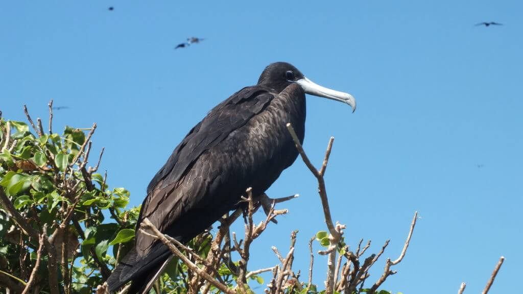 a magnificent frigatebird, isla isabel, mexico