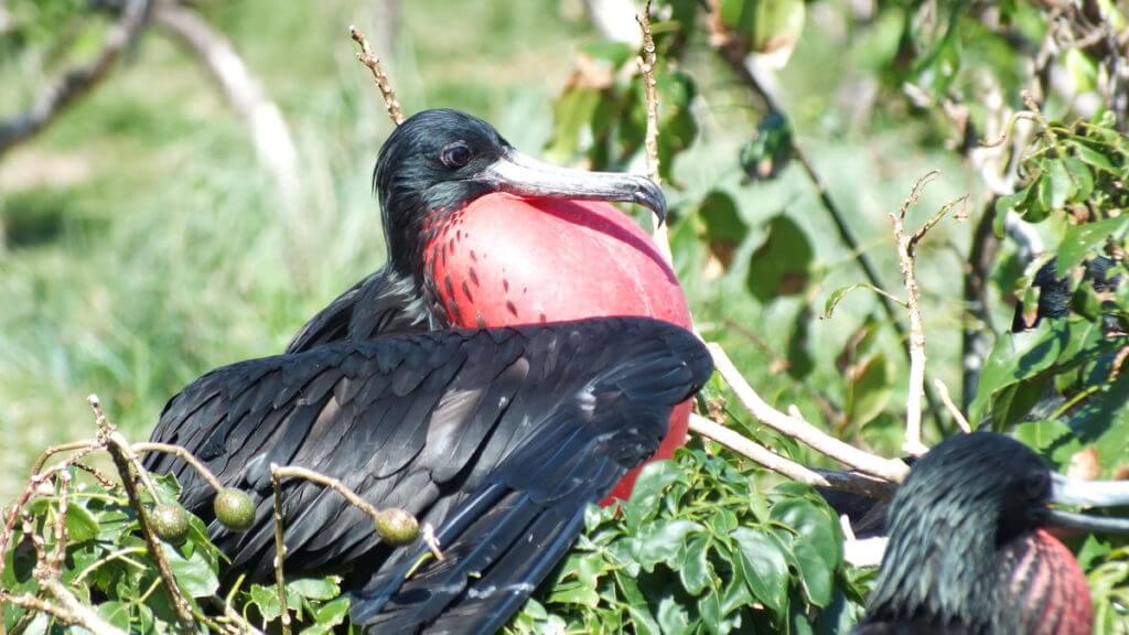 a male magnificent frigatebird with inflated gular sac, isla isabel, mexico 