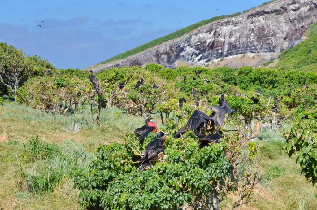 a colony of magnificent frigatebirds, isla isabel, mexico