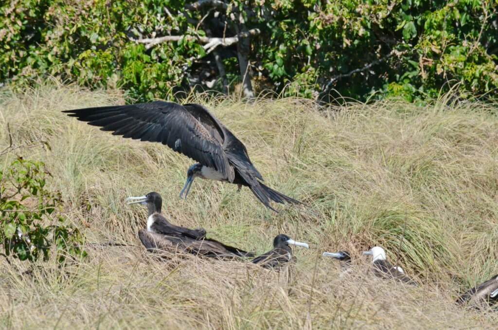 magnificent frigatebirds in long grass, isla isabel, mexico