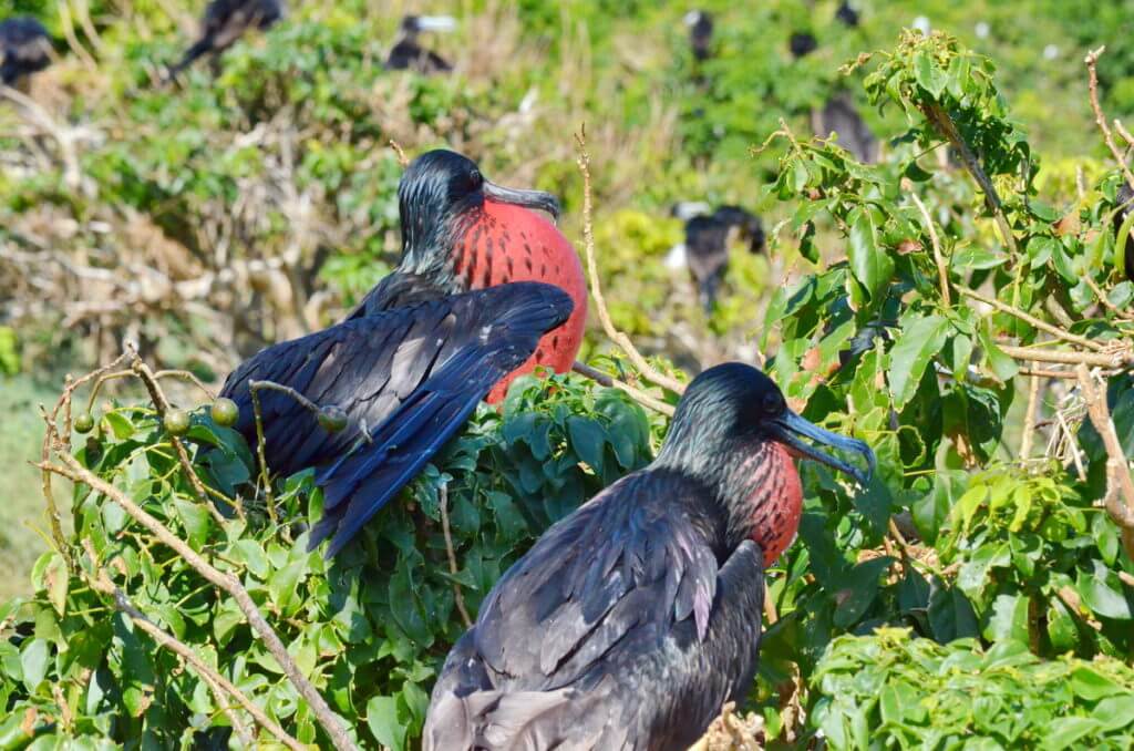magnificent frigatebirds on display platforms, isla isabel, mexico