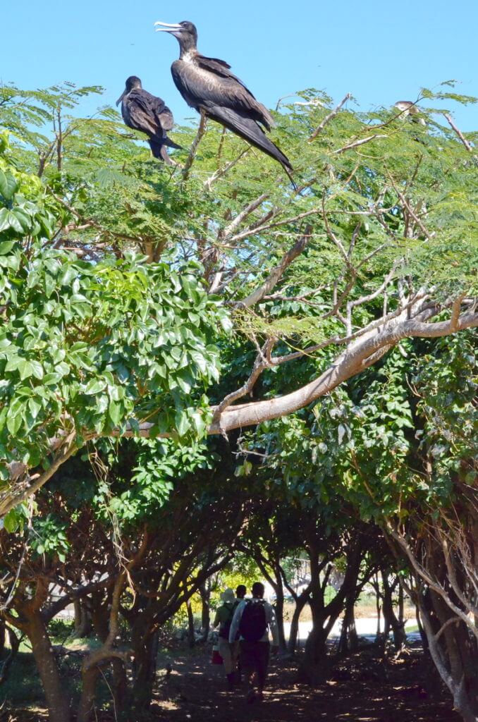 juvenile magnificent frigatebirds, isla isabel, mexico