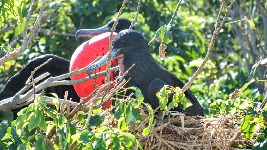 male magnificent frigatebirds showing gular sacs, isla isabel, mexico