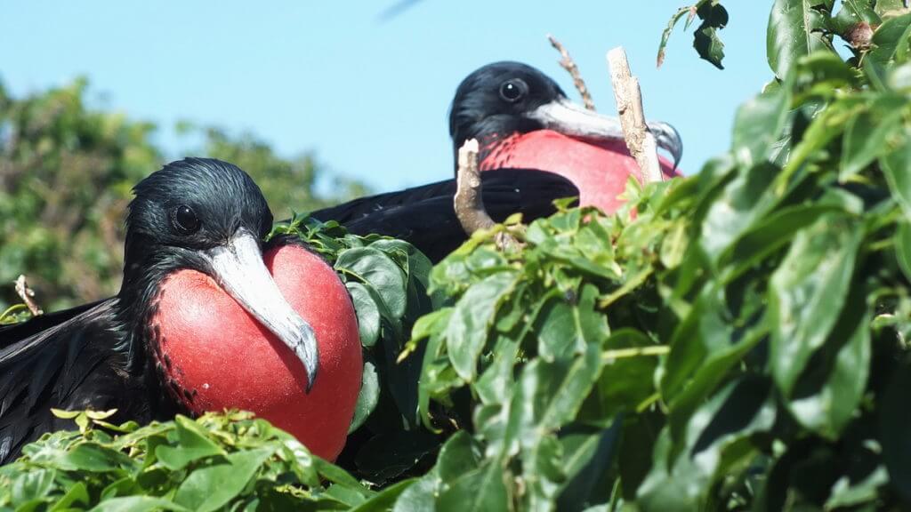 male magnificent frigatebirds with inflated gular sacs, isla isabel, mexico 