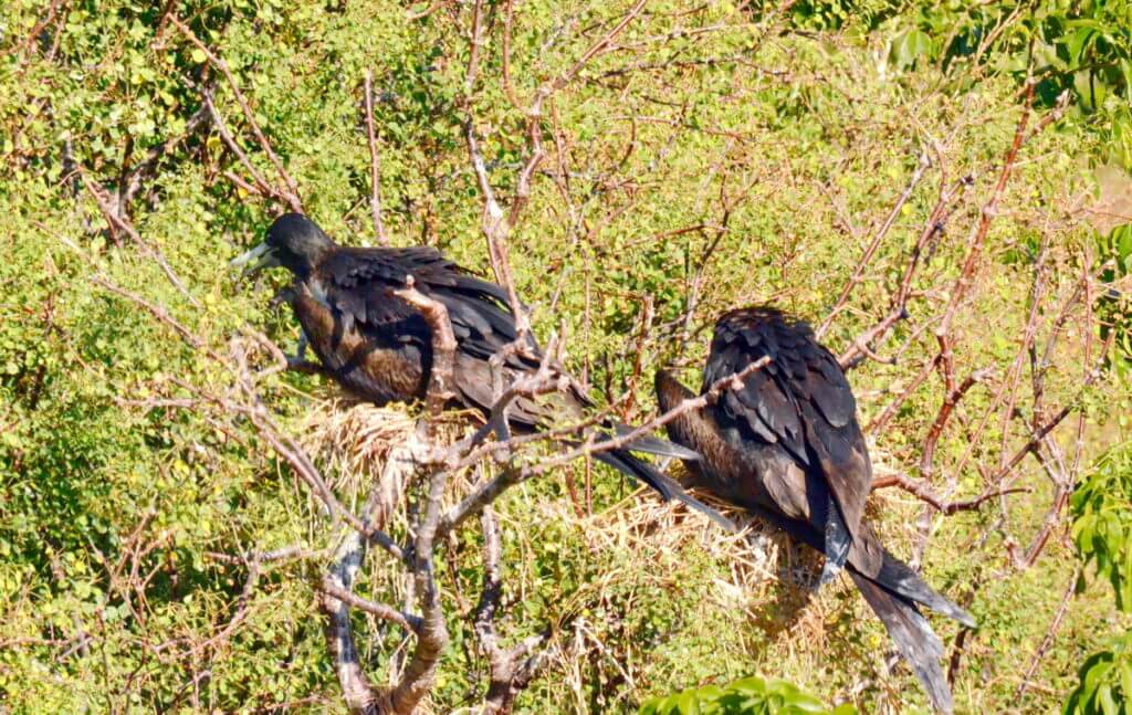 magnificent frigatebirds on nests, isla isabel, mexico