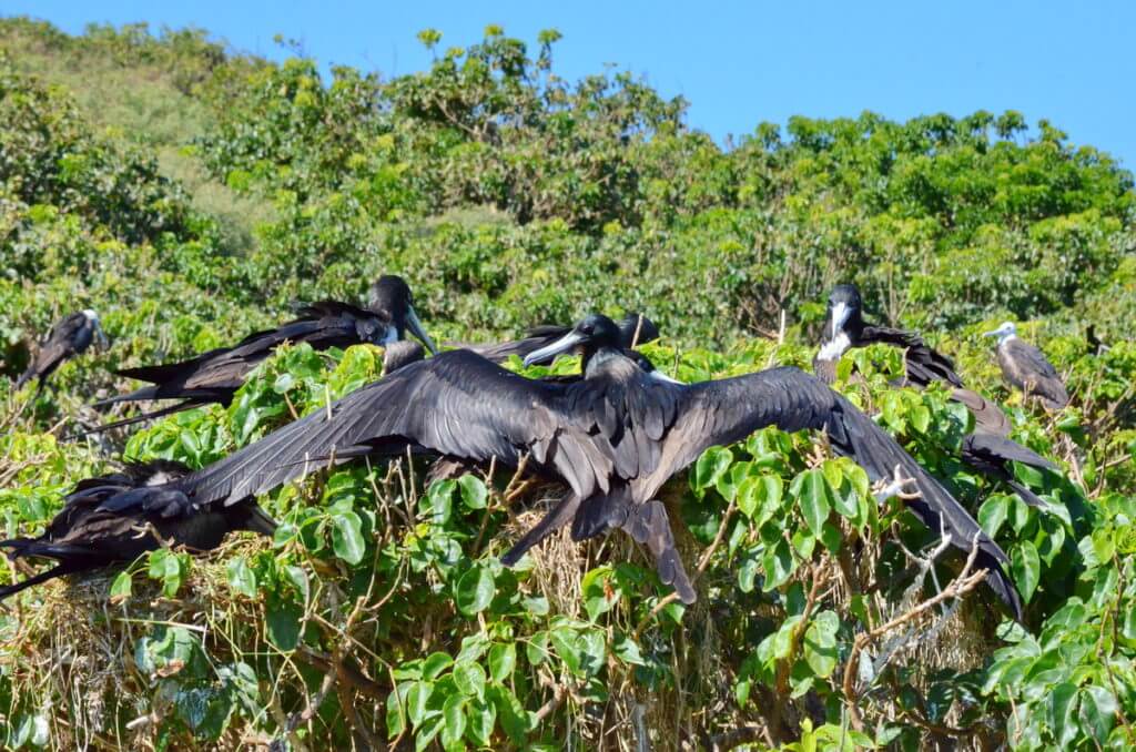 magnificent frigatebird with wings spread, isla isabel, mexico