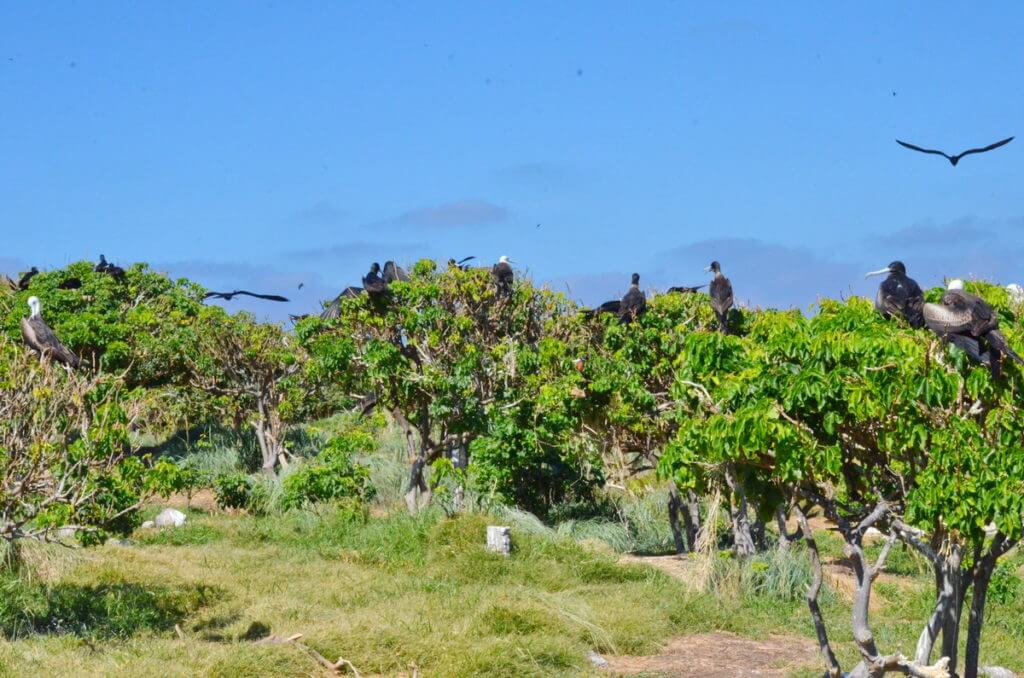a colony of magnificent frigatebirds, isla isabel, mexico