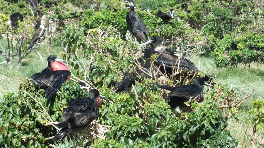 magnificent frigatebirds on nests, isla isabel, mexico