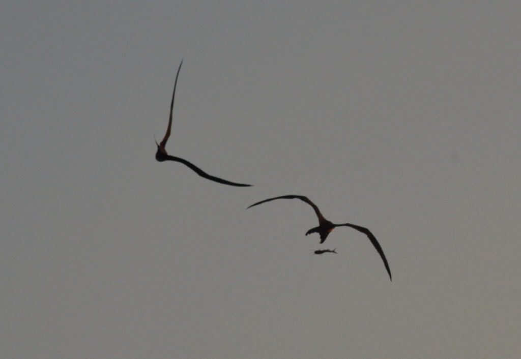 magnificent frigatebirds lose prey, off san blas, mexico