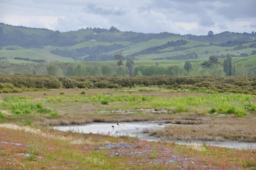 rolling hills and saltmarsh, Pukorokoro Miranda Shorebird Centre, north island, new zealand